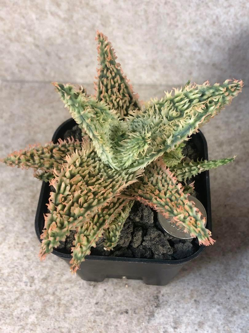 アロエ ハイブリッド Aloe hybrid 子株 第四種 M−25 Aloe hybrid